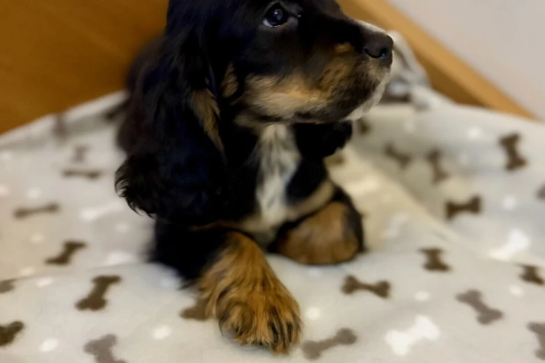 Cocker Spaniel (Show)