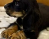 Cocker Spaniel (Show)