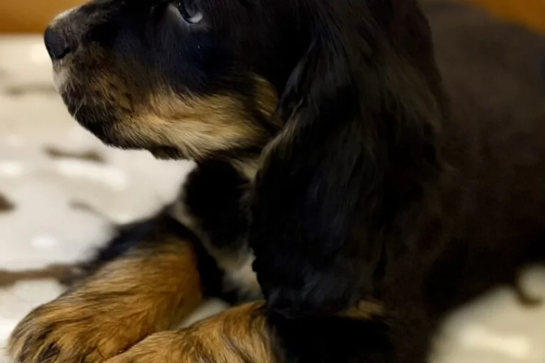 Cocker Spaniel (Show)