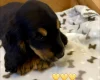 Cocker Spaniel (Show)