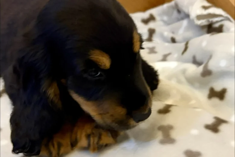 Cocker Spaniel (Show)