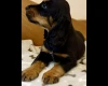 Cocker Spaniel (Show)