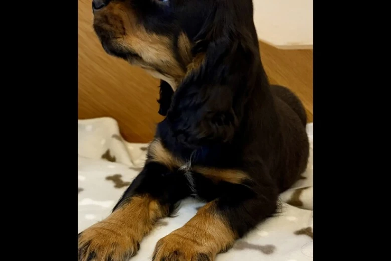 Cocker Spaniel (Show)