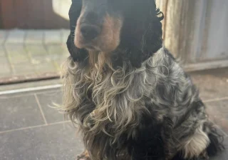 Stud