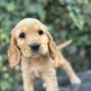 Cocker Spaniel (Show)