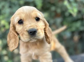 Cocker Spaniel (Show)