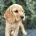 Cocker Spaniel (Show)