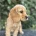 Cocker Spaniel (Show)