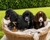Cocker Spaniel (Show)
