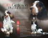 Cocker Spaniel (Show)
