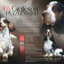 Cocker Spaniel (Show)