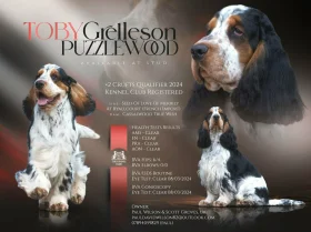 Cocker Spaniel (Show)