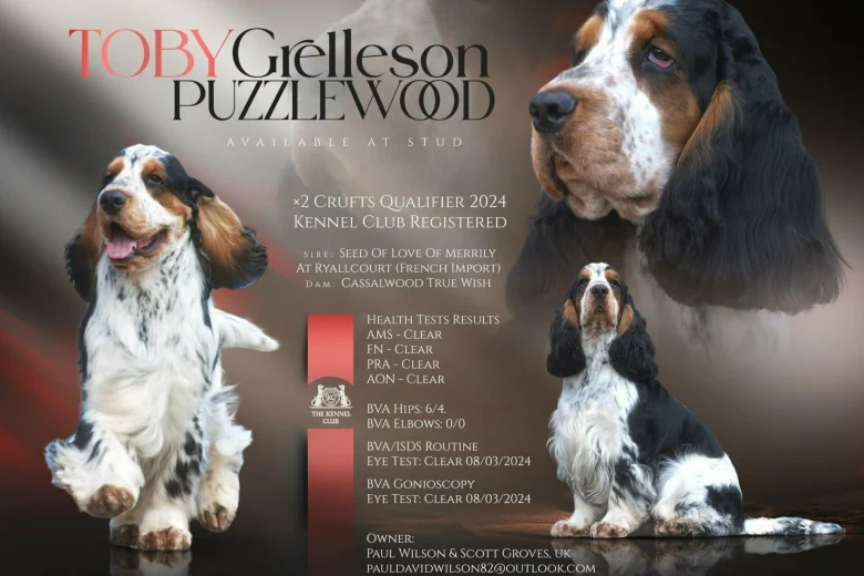 Cocker Spaniel (Show)