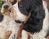 Cocker Spaniel (Show)