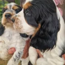 Cocker Spaniel (Show)