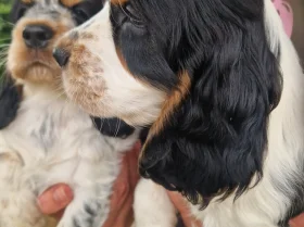 Cocker Spaniel (Show)