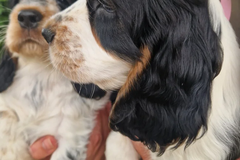 Cocker Spaniel (Show)