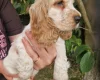 Cocker Spaniel (Show)