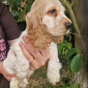 Cocker Spaniel (Show)