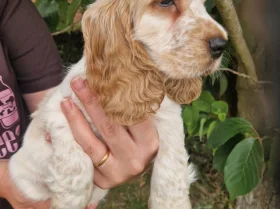 Cocker Spaniel (Show)