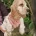 Cocker Spaniel (Show)