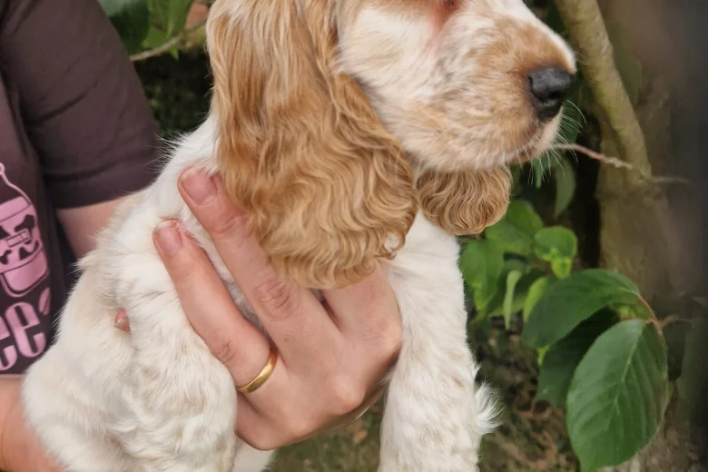 Cocker Spaniel (Show)