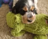 Cocker Spaniel (Show)