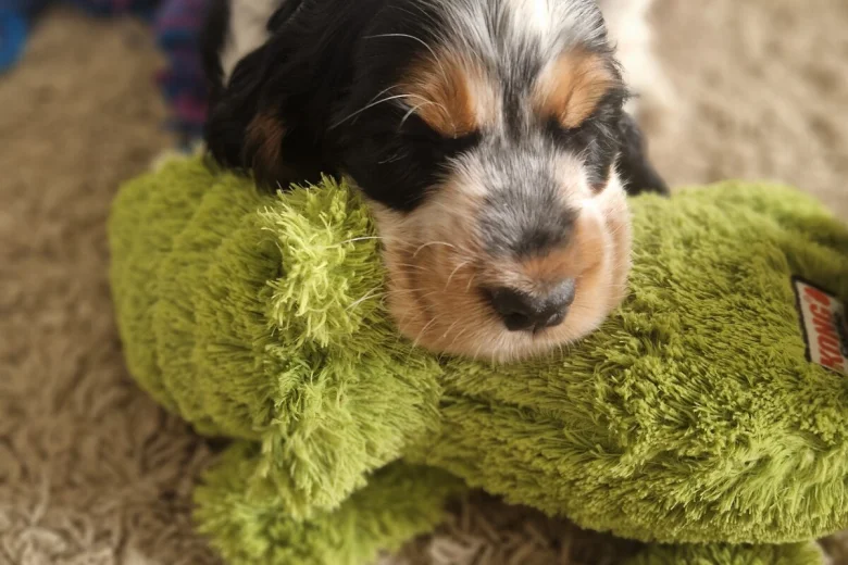 Cocker Spaniel (Show)
