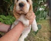 Cocker Spaniel (Show)
