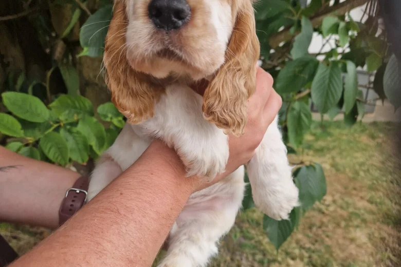 Cocker Spaniel (Show)