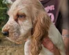 Cocker Spaniel (Show)