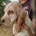 Cocker Spaniel (Show)