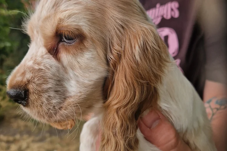 Cocker Spaniel (Show)
