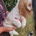 Cocker Spaniel (Show)