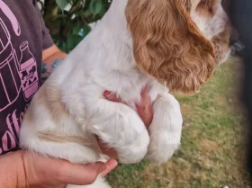 Cocker Spaniel (Show)