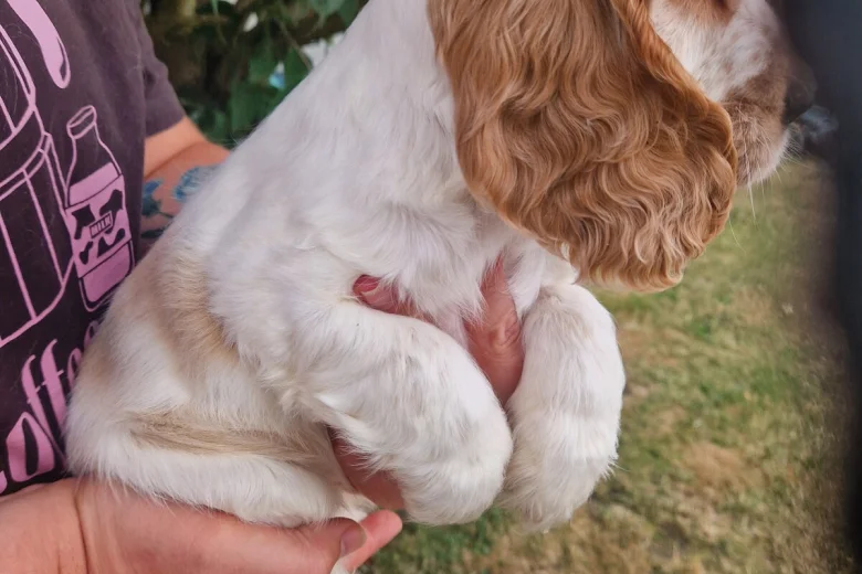 Cocker Spaniel (Show)