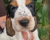 Cocker Spaniel (Show)