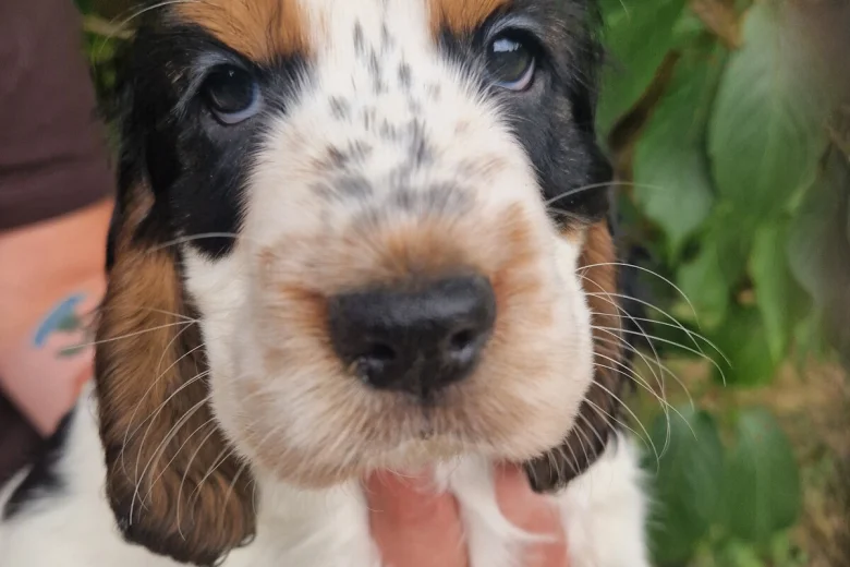 Cocker Spaniel (Show)