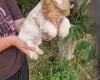 Cocker Spaniel (Show)