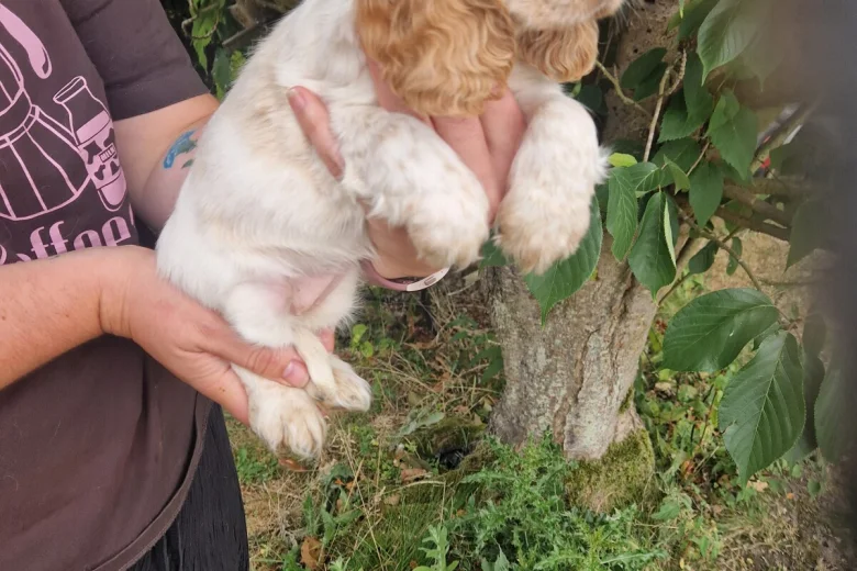 Cocker Spaniel (Show)