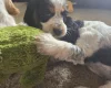 Cocker Spaniel (Show)