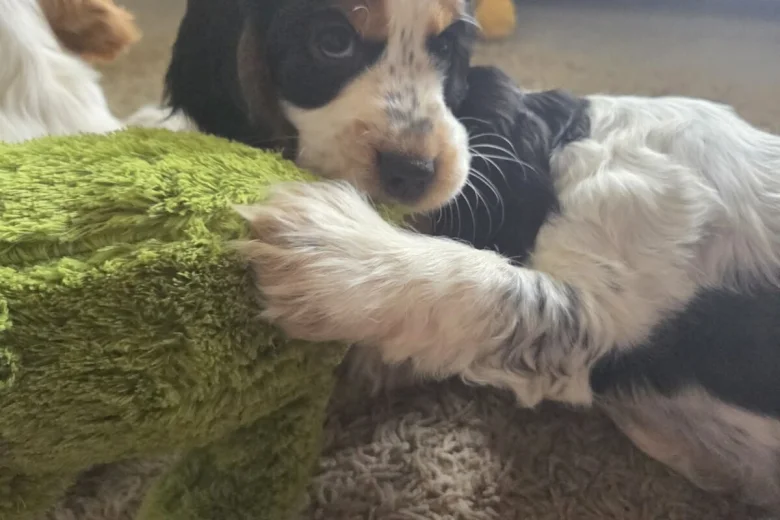 Cocker Spaniel (Show)