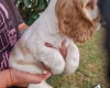 Cocker Spaniel (Show)