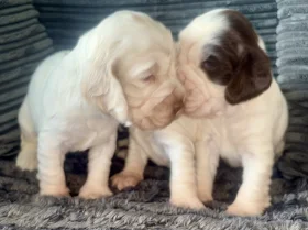 Cocker Spaniel (Show)