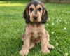 Cocker Spaniel (Show)