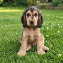 Cocker Spaniel (Show)