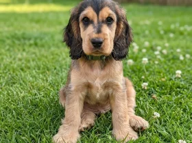 Cocker Spaniel (Show)
