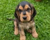 Cocker Spaniel (Show)