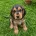Cocker Spaniel (Show)
