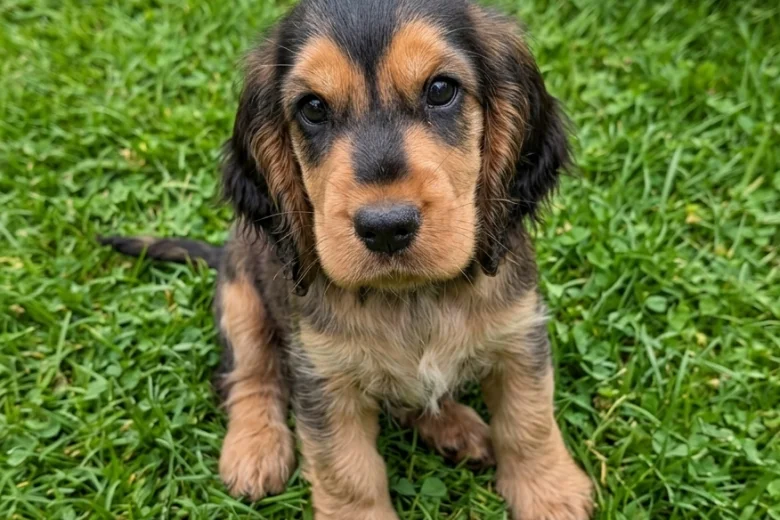 Cocker Spaniel (Show)